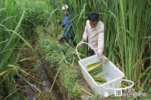 农民大量种植致富_致富种植农民大量收入_致富种植农民大量农作物