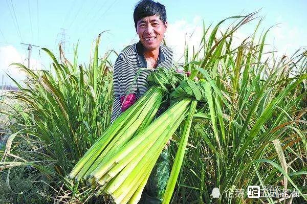 致富种植农民大量农作物_农民大量种植致富_致富种植农民大量收入