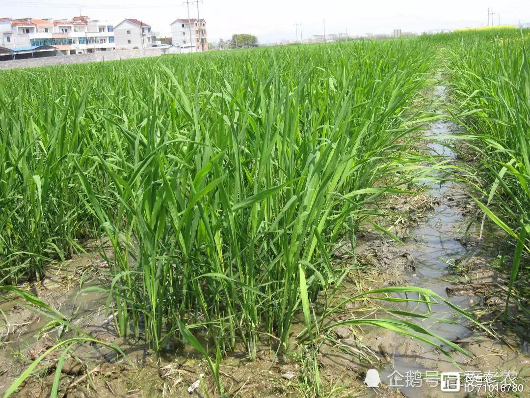 致富种植农民大量收入_农民大量种植致富_致富种植农民大量农作物