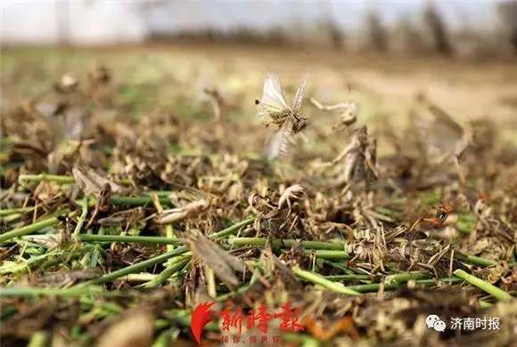 养殖梅花鹿真的赚钱吗_致富经梅花鹿养殖视频_养梅花鹿致富经