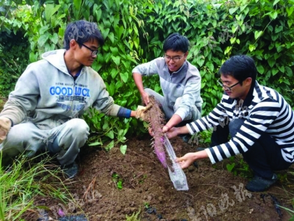 3学霸弃高薪回乡当农民:用科技种植带动乡亲致富