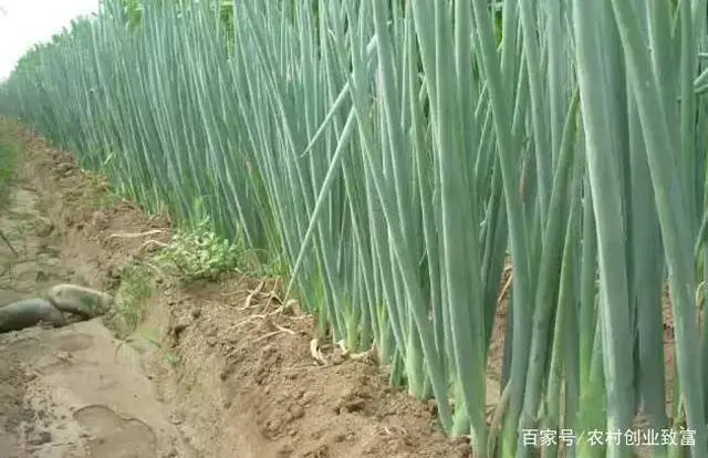 冬天种植小葱_致富冬季种植小葱视频_冬季小葱种植致富