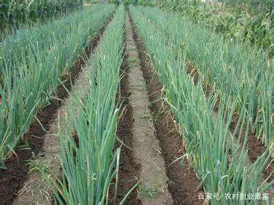 致富冬季种植小葱视频_冬天种植小葱_冬季小葱种植致富