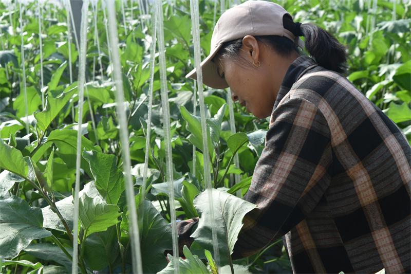 寿光茄子种子_山东寿光茄子苗_寿光种植茄子致富