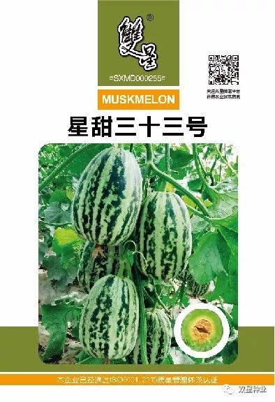 香瓜露天种植时间和方法_露天香瓜种植技术与管理法视频_露地爬满香瓜种植技术