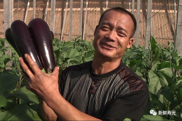 寿光种植茄子致富_山东寿光茄子苗_寿光茄子育苗基地