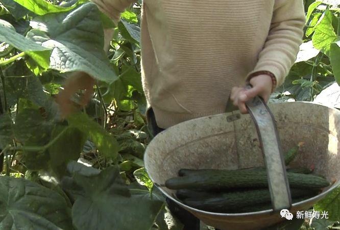 寿光茄子育苗基地_寿光种植茄子致富_山东寿光茄子苗