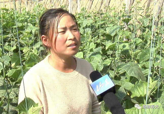 寿光种植茄子致富_寿光茄子育苗基地_山东寿光茄子苗