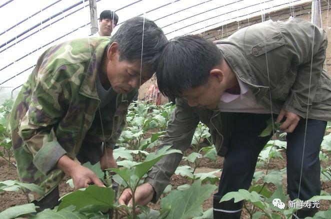 寿光种植茄子致富_山东寿光茄子苗_寿光茄子育苗基地