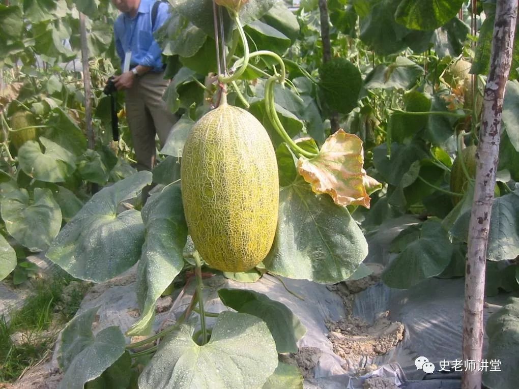 露地爬满香瓜种植技术_香瓜露地种植技术视频_露天香瓜种植技术与管理法视频