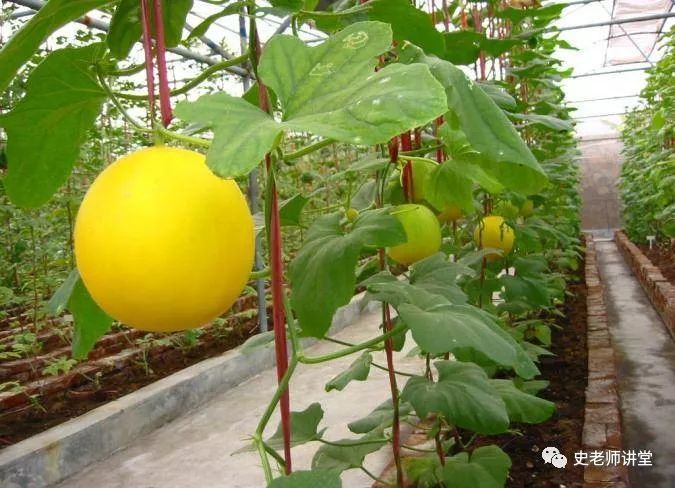 香瓜露地种植技术视频_露地爬满香瓜种植技术_露天香瓜种植技术与管理法视频