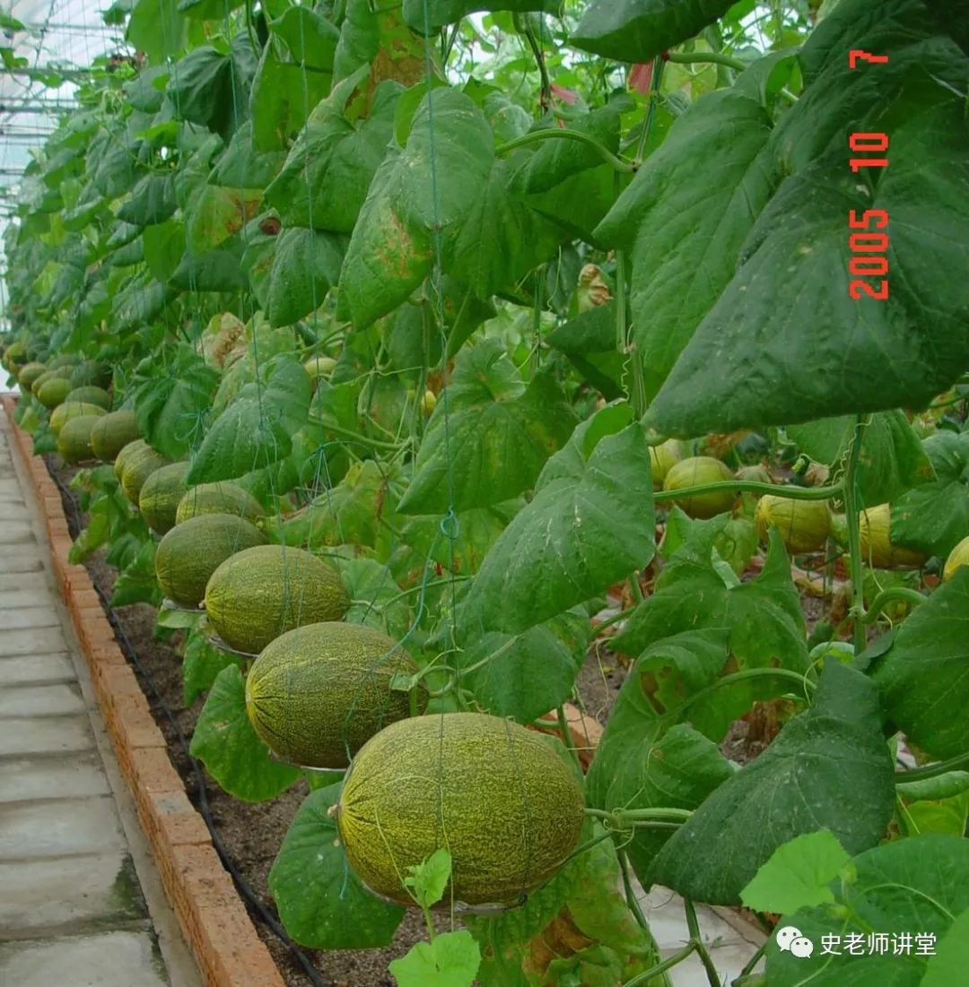 露地爬满香瓜种植技术_香瓜露地种植技术视频_露天香瓜种植技术与管理法视频