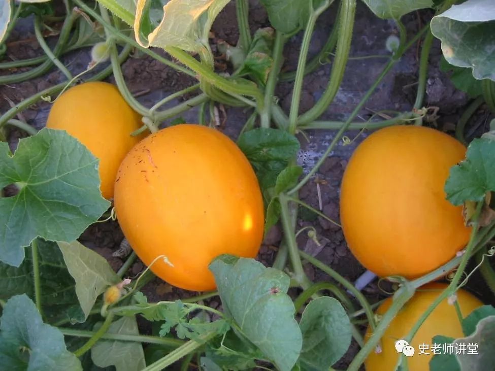 露地爬满香瓜种植技术_香瓜露地种植技术视频_露天香瓜种植技术与管理法视频