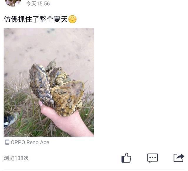 致富经养蟾蜍_致富经养蟾蜍_致富经养蟾蜍