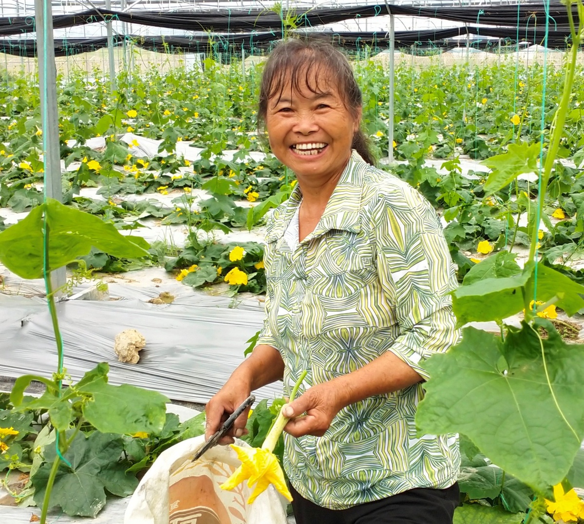 致富经大棚蔬菜_大棚种植致富图片_致富经大棚养猪