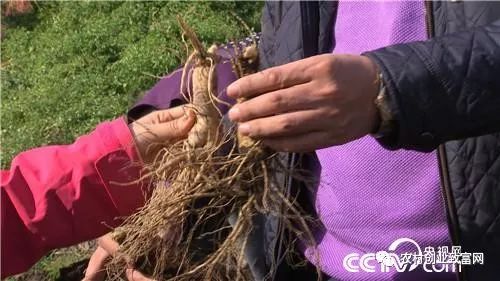 山上种植致富经_致富种植山上的果树_致富种植山上的果子