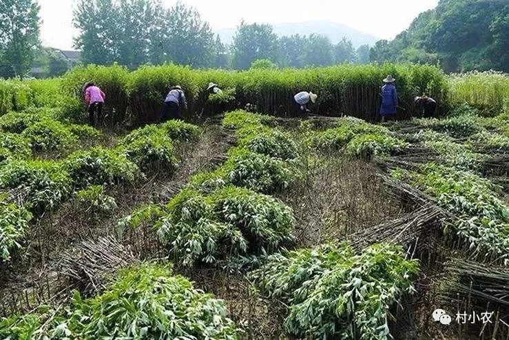 农村山上种啥药材最赚钱？这7个适合荒山种植的药材，没钱你也能干！