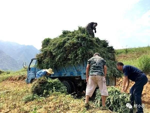 大山种出致富草_致富种植山上的果子_山上种植致富经