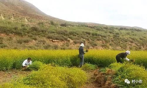 山上种植致富经_大山种出致富草_致富种植山上的果子