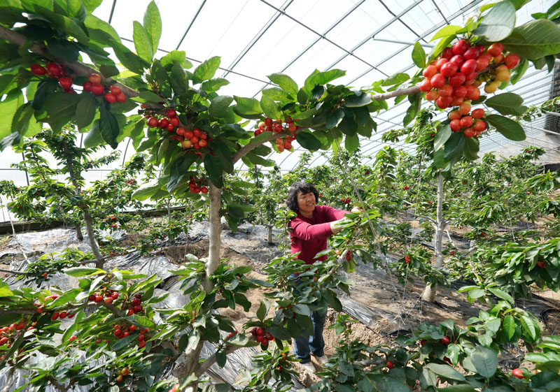 致富经大棚养猪_大棚种植致富图片_致富经大棚蔬菜