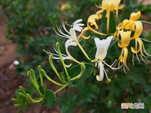 十个高收益种植项目 未来10大暴利种植