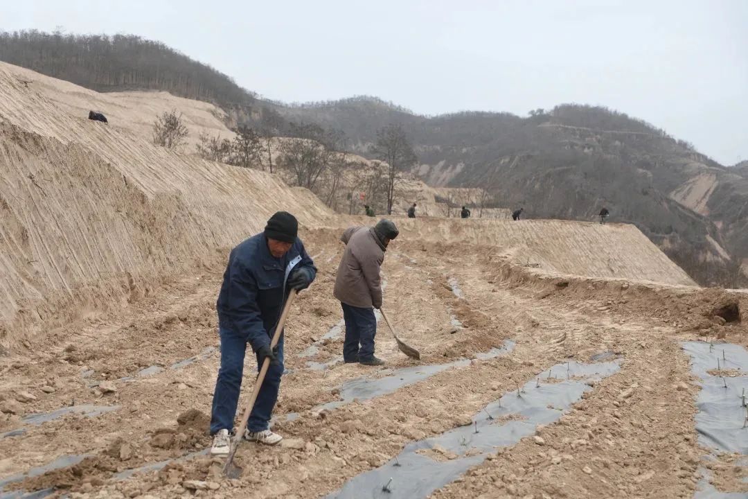 桑树养殖致富_桑树种植养殖视频_致富养殖桑树视频