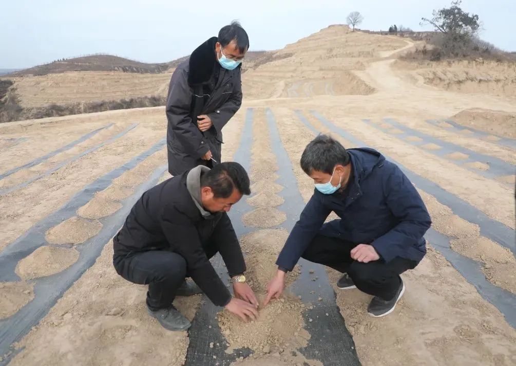 桑树养殖致富_致富养殖桑树视频_桑树种植养殖视频