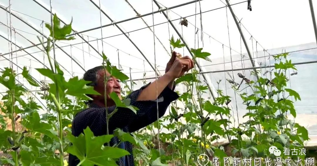 大棚种植致富图片_致富经大棚蔬菜_致富经大棚养猪