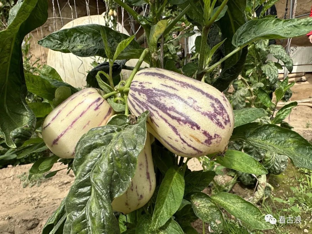 致富经大棚养猪_致富经大棚蔬菜_大棚种植致富图片