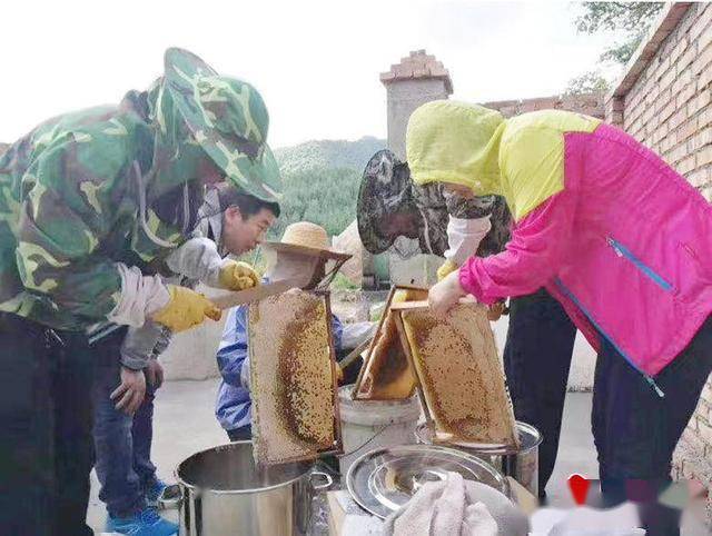 麦积区麦积镇卧虎村：小蜜蜂酿出致富“蜜”