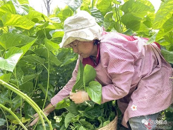 桑树种植养殖视频_桑树养殖致富_桑树的养殖