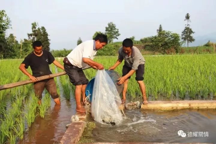 致富经贵州稻田养鱼_贵州稻田鱼在什么地方_致富经稻田养鱼视频