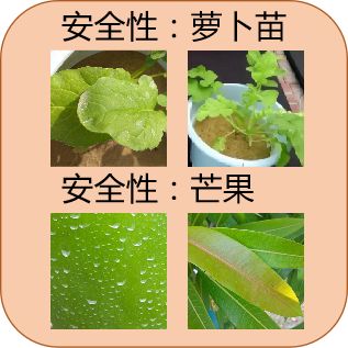 以色列农业种植_以色列种植致富_以色列种植技术