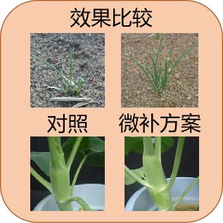 以色列农业种植_以色列种植致富_以色列种植技术