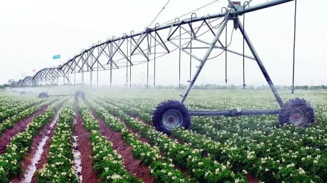 以色列种植致富_以色列种植技术_以色列农业种植