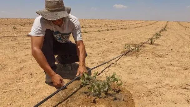 以色列种植技术_以色列种植致富_以色列农业种植