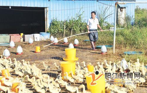 程村镇长芙村海鸭养殖户孙先锋的“致富经”