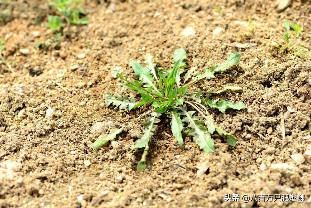 象皮树的养殖方法和注意事项有_象皮树怎么养才能更旺盛_象皮树盆栽养殖技术