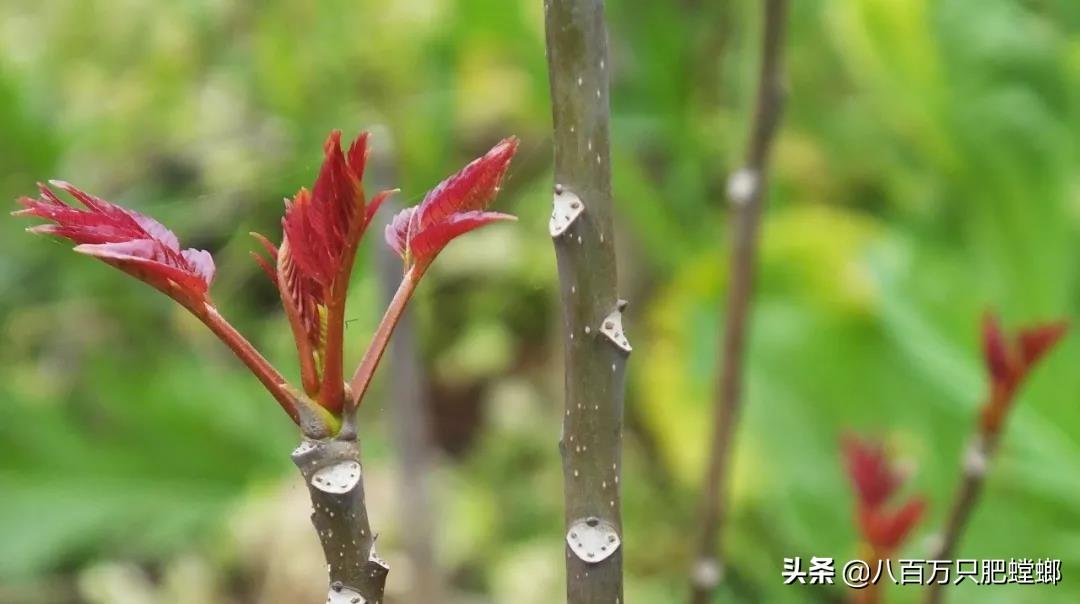 象皮树的养殖方法和注意事项有_象皮树盆栽养殖技术_象皮树怎么养才能更旺盛