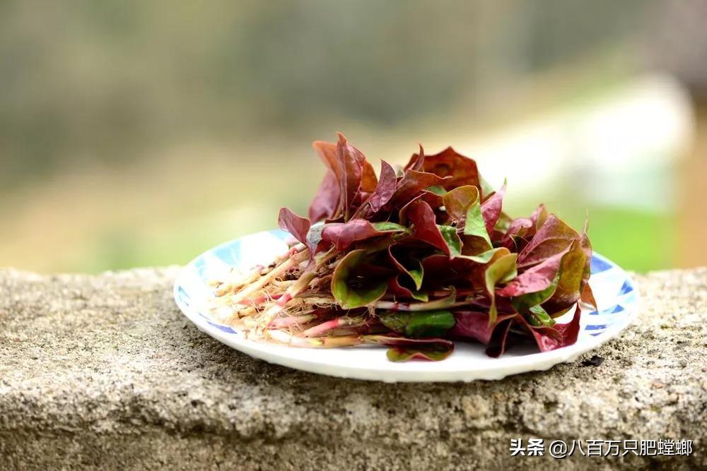 象皮树怎么养才能更旺盛_象皮树的养殖方法和注意事项有_象皮树盆栽养殖技术