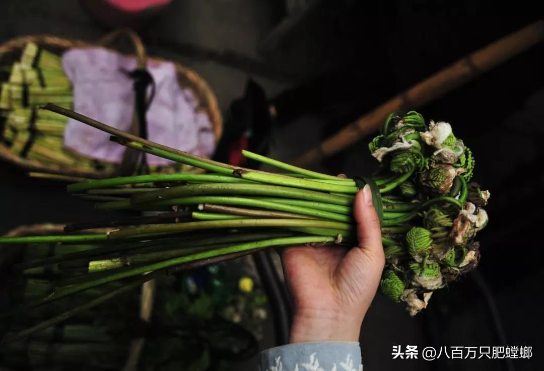 象皮树怎么养才能更旺盛_象皮树盆栽养殖技术_象皮树的养殖方法和注意事项有