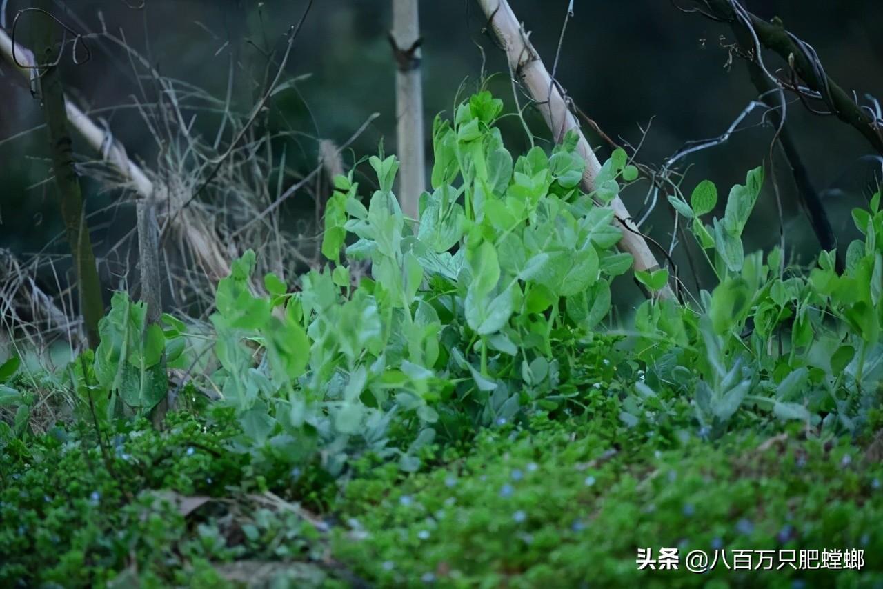 象皮树怎么养才能更旺盛_象皮树盆栽养殖技术_象皮树的养殖方法和注意事项有