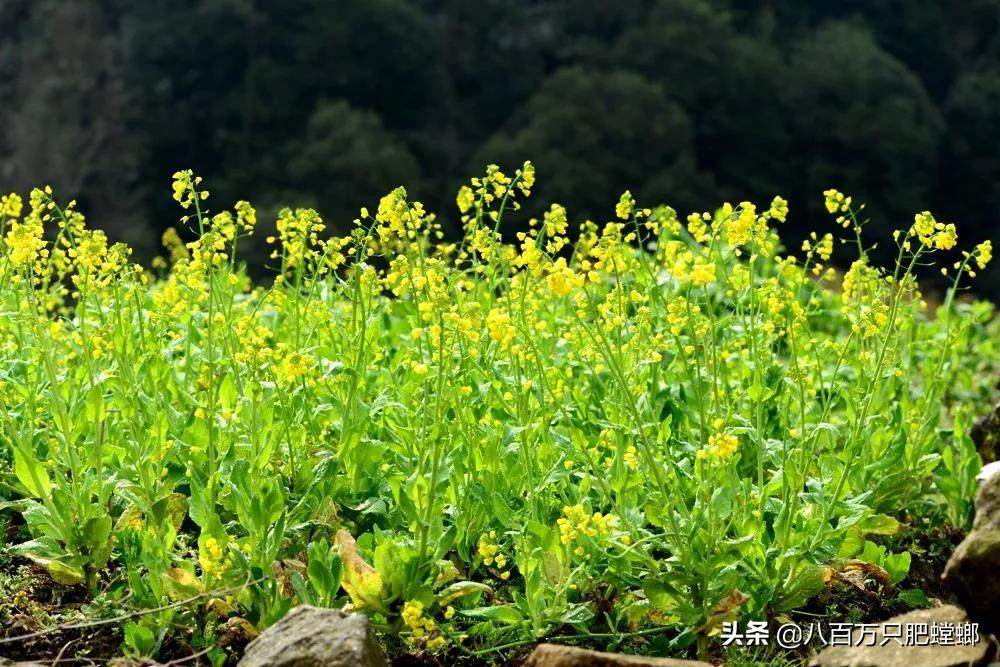 象皮树盆栽养殖技术_象皮树的养殖方法和注意事项有_象皮树怎么养才能更旺盛