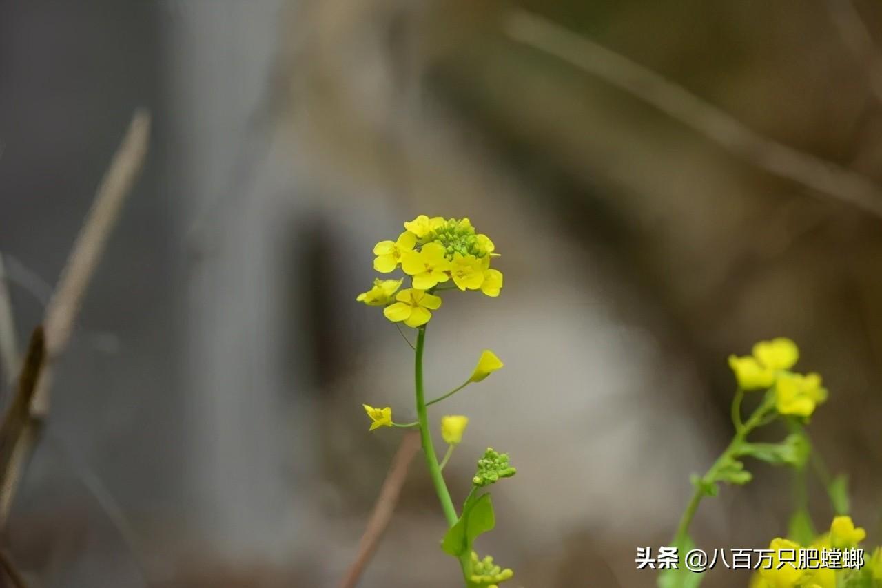 象皮树盆栽养殖技术_象皮树怎么养才能更旺盛_象皮树的养殖方法和注意事项有