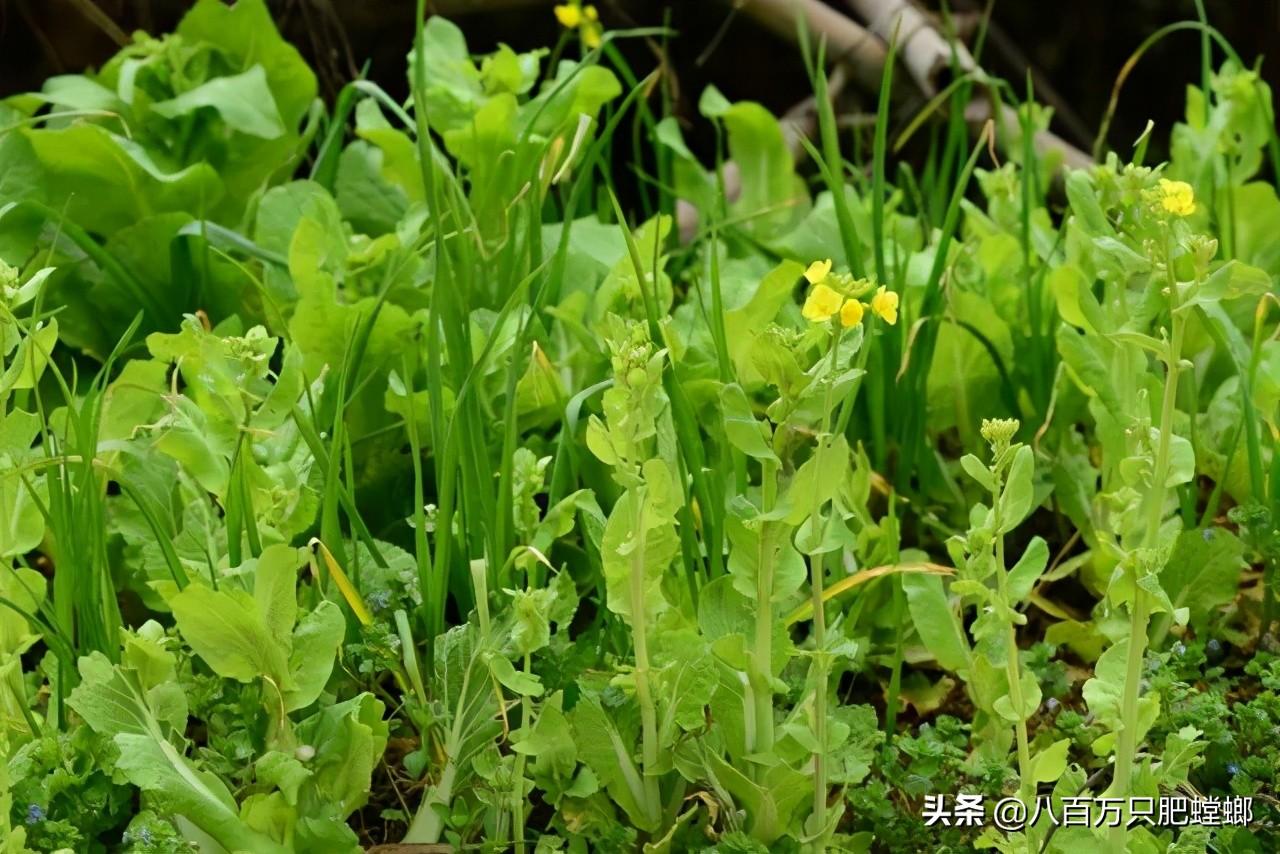 象皮树怎么养才能更旺盛_象皮树的养殖方法和注意事项有_象皮树盆栽养殖技术