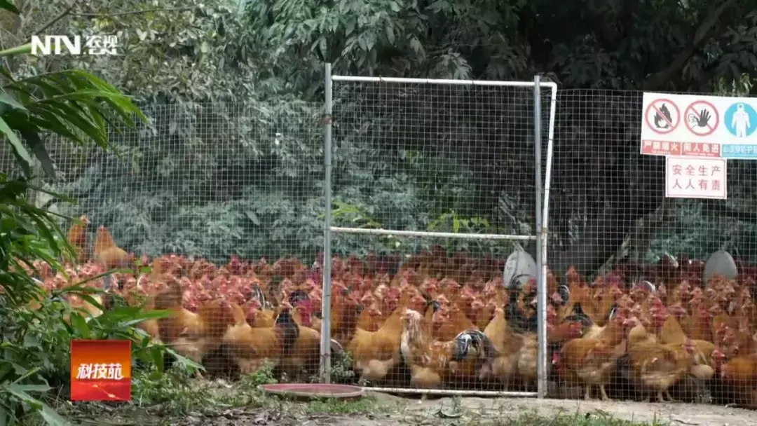 致富土鸡养殖技术_土鸡养殖致富经2019年全集_致富经土鸡养殖技术视频