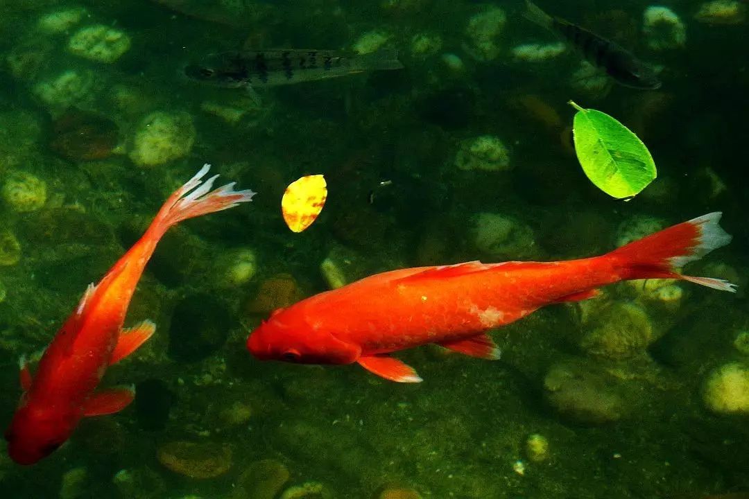 面包虫黄粉虫大麦虫_面包黄粉虫的养殖技术_面包虫和黄粉虫怎么喂养