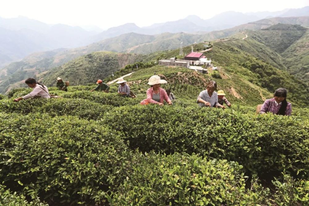 致富经大棚蔬菜_致富经大棚种菜技术_大棚种植致富图片