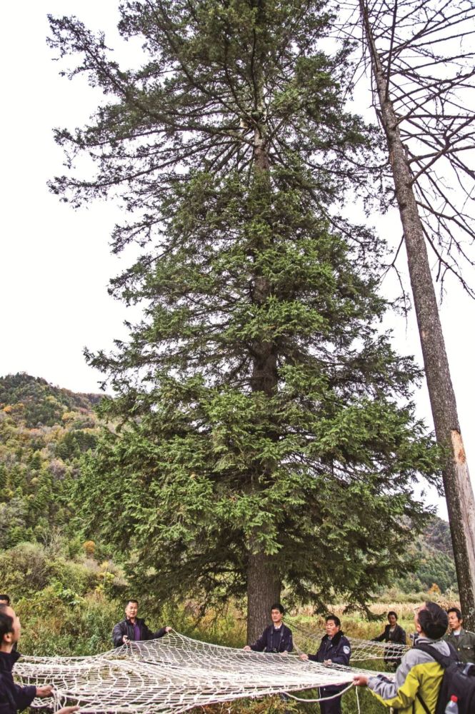 大棚种植致富图片_致富经大棚蔬菜_致富经大棚种菜技术