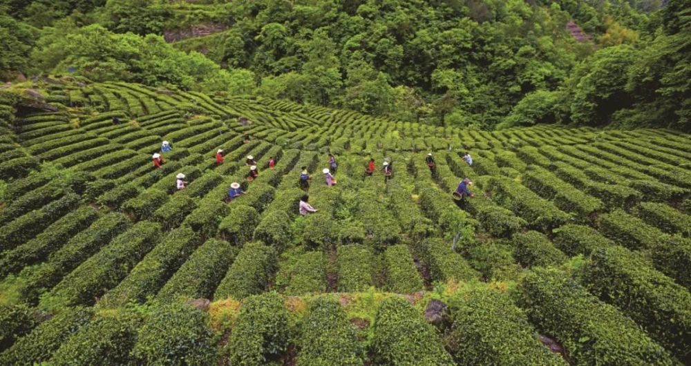 大棚种植致富图片_致富经大棚蔬菜_致富经大棚种菜技术